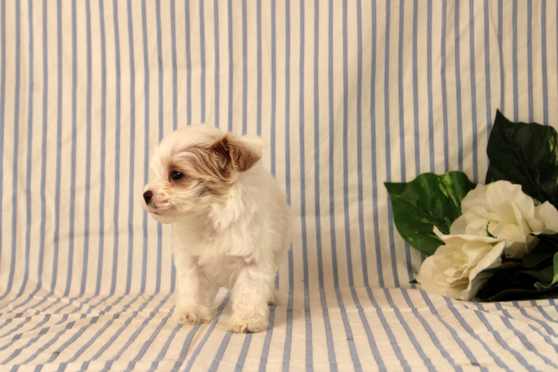 puppy, for, sale, Maltipoo, Matthew B. Stoltzfus, dog, breeder, Gap, PA, dog-breeder, puppy-for-sale, forsale, nearby, find, puppyfind, locator, puppylocator, aca